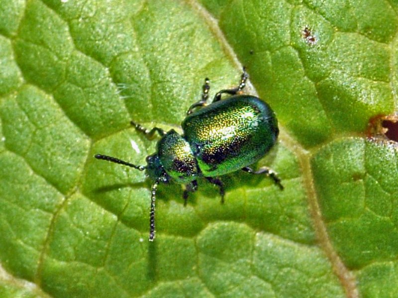 Gastrophysa cfr. viridula, Chrysomelide